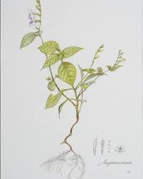 Image result for Asystasia intrusa