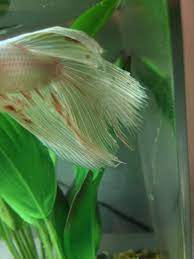 Fin Rot Or Fin Nipping My Aquarium Club