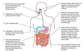 Maybe you would like to learn more about one of these? A Draw A Labelled Diagram Of The Human Digestive S Tutorix