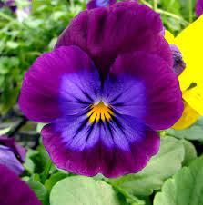 Pin By Ireri Quijada Contreras On Ink I Love Pansies Pretty Plants Flowers