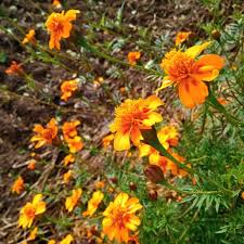 Image result for Tagetes erecta