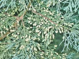 Image result for Cupressus funebris