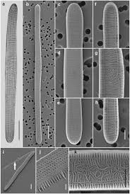 Image result for Meiosperma debile