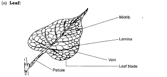 As you become more familiar with this family, you will begin to notice patterns in the taste and smell of the plants. Ncert Solutions For Class 6 Science Chapter 7 Getting To Know Plants Ncert Books