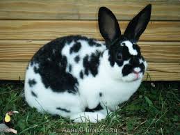 Black And White Spotted Rabbit Breeds Mini Rex Rabbit Mini Rex Rabbit Rabbit Bunny Care