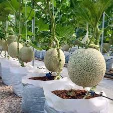 Cara cara masak nasi ayam legend yang menjadi rujukan ramai. Jc Garden K74 Vegetable Seed Honeydrew Melon Tembikai Susu Biji Benih Sayur Sayuran