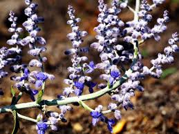 Image result for Perovskia atriplicifolia 'blue spire'