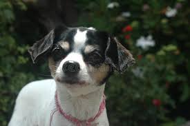 Mona lisa is a 1 year old, female, tan and white,wire haired terrier blend. Small Wire Haired Chihuahua Dog Tongue Out Stock Photo Image Of Fair Little 144886780