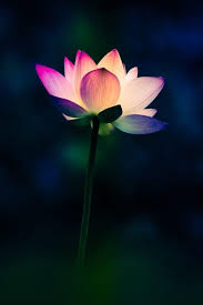 Lotus Iphone 7 Lotus Flower Wallpaper Flowers Nature Flowers Photography
