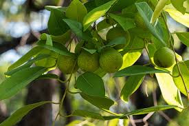 Image result for Pseudolachnostylis maprouneifolia