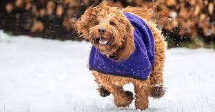 Cockapoo Exercise Requirements Puppy Adult Cockapoo Needs