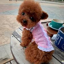 #ruckus the puppy #yorkie #yorkshire terrier #yorkie puppy #yorkshire terrier puppy #ruckus. Chihuahua Clothes Dog Dress Shirt Small Dog Clothes Yorkie Pomeranian Teacup Xxs Ebay