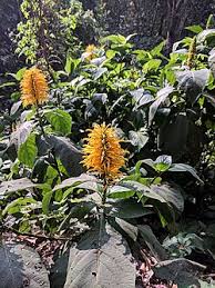 Image result for Justicia aurea
