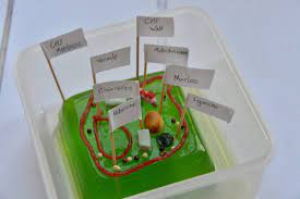 Building a 3d model of a plant cell is an informative and creative project. Cell Biology For Kids Plant Cell Model Science Experiments For Kids