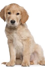Golden Retriever Puppy 2 Months Old Sitting In Front Of White Background Goldenretriever Golden Retriever Dog Training Obedience Aggressive Dog