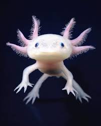 Baby Axolat Aka Mexican Salamander Weird Animals Ocean Animals Endangered Animals