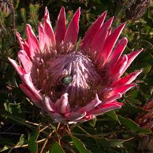 Protea cynaroides