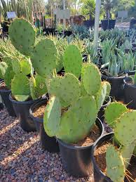 Image result for Opuntia
