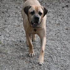 Adopt a rescue dog through petcurious. American Bulldog Rescue 501c3 Not For Profit Dog Rescue Charity Dog Locations Maryland Archive