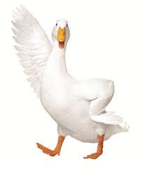 So even though aflac is the largest supplier of supplemental health insurance in the us and japan, there is a good chance you've not. Aflac Duck Legends Of The Multi Universe Wiki Fandom