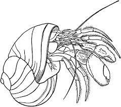 Crab coloring pages to print. Printable Hermit Crab Coloring Pages Coloringme Com