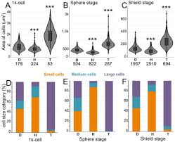 Dynamically Evolving Cell Sizes During Early Development