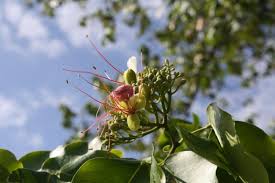 Image result for Intsia