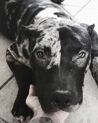 If so click here to browse all of our adorable puppies ready to find a new home. Prestigious Bullies American Pitbull Terrier Bull Terrier Dog Bully Dog