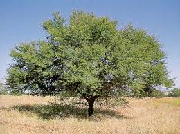 Image result for Oxygonum dregeanum