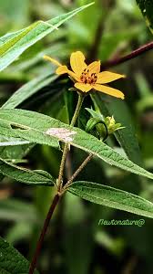 Image result for Aspilia kotschyi