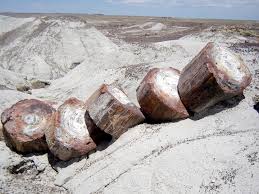 Petrified forest national park is one of the more unique national parks. The Petrified Forest National Park Arizona
