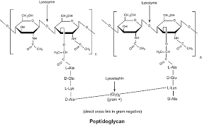 Lysozyme From Chicken Egg White Lyophilized Powder Protein 90 40 000 Units Mg Protein 12650 88 3