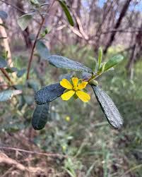 Image result for Rumex sagittatus