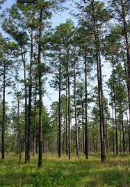 We recommend seedling customers to use prs sheets to compare the genetic quality of different seedling families. Longleaf Pine Wikipedia
