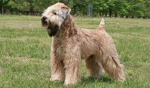 Find soft coated wheaten terrier puppies and dogs for sale & rehome in the uk near me. Mazliet Aviacija Atklasme Soft Coated Wheaten Terrier Ipoor Org