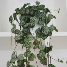 Favoriete Plant Het Chinees Lantaarnplantje Styled By Sabine Planten Kamerplanten Hangplant