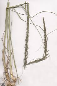 Image result for Sporobolus pyramidalis