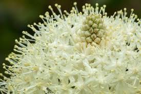 Image result for Neoholstia tenuifolia