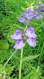 Image result for Scutellaria schweinfurthii