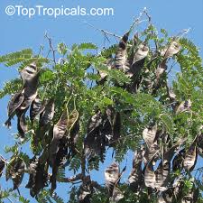Image result for Albizia schimperiana