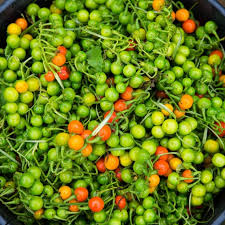 Image result for Solanum macrocarpon