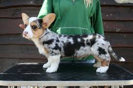 The cardigan welsh corgi can have coat colors that are red, sable, brindle, black and blue merle. Pin On Corgis