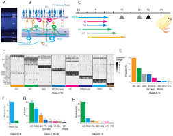 4414 lake boone trl, ste 302 raleigh, nc 27607. Cell Atlas Of The Chick Retina Single Cell Profiling Identifies 136 Cell Types Biorxiv