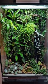 Vivarium Love The Cascading Plants On The Background Frog Terrarium Gecko Terrarium Fish Tank Terrarium