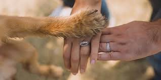 If you are planning to travel overnight for days, weeks, or even a few months, consider boarding your pet during your trip. Veterinarian In Nashville Tn Southside Animal Hospital