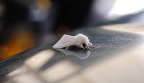 White Moth Meaning And Symbolism