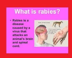 Healthy Life What Is The Rabies Disease Disease Muscle Twitching Medical Help