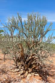 Image result for Sesamothamnus lugardii