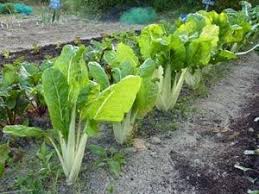 Que Ce Soit Pour Mettre Ses Feuilles Dans La Soupe Manger Les Cardes En Gratin Ou Decorer Le Jardin Avec Les Varietes A Cardes Ro Semis Jardins Parc Et Jardin