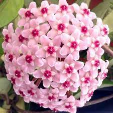 Hoya Carnosa Tricolor Wax Plant Healthy Plant In 9 Cm Pot Porcelain Flower Hoya Krimson Princess House Plant Hoya Carnosa Rubra In 2021 Flowers Plants Flower Arrangements